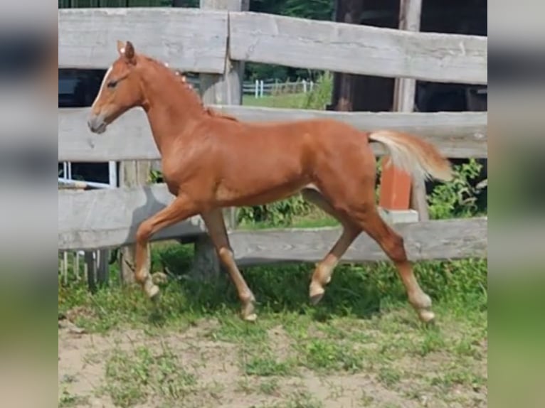 Poney de selle allemand Jument Poulain (03/2024) Alezan in Ritterhude