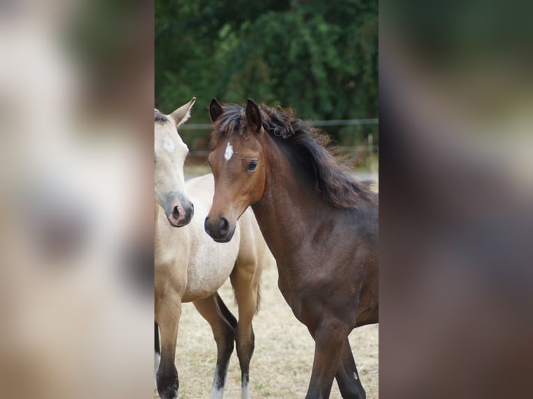 Poney de selle allemand Jument Poulain (05/2026) Bai brun in Neuenkirchen-Vörden