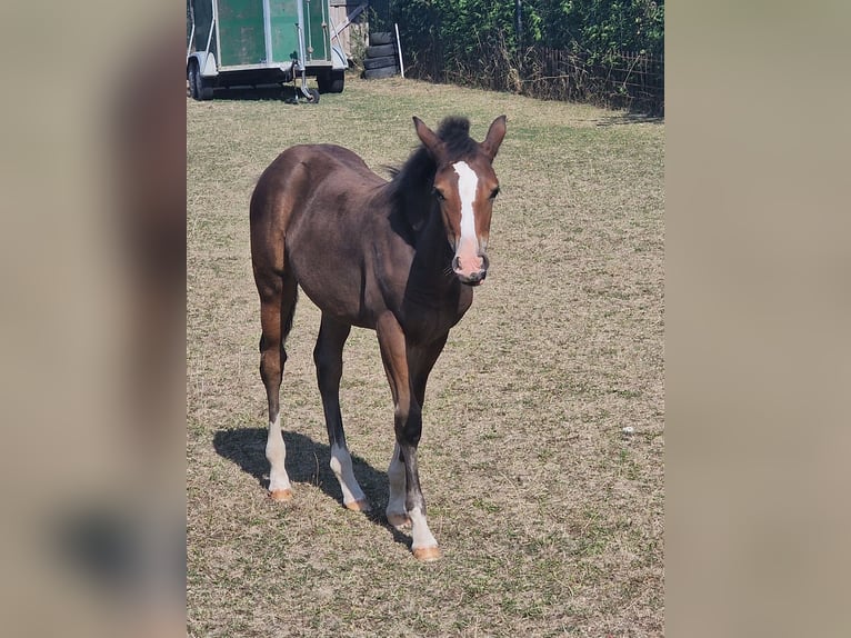 Poney de selle allemand Jument Poulain (05/2024) Bai brun in Granzin