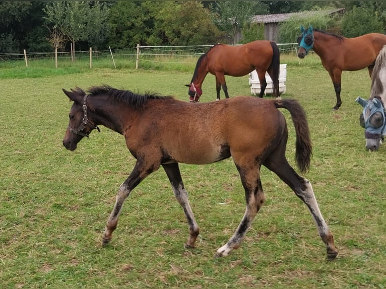 Poney de selle allemand Jument Poulain (05/2025) Bai brun foncé in B&#xFC;ren