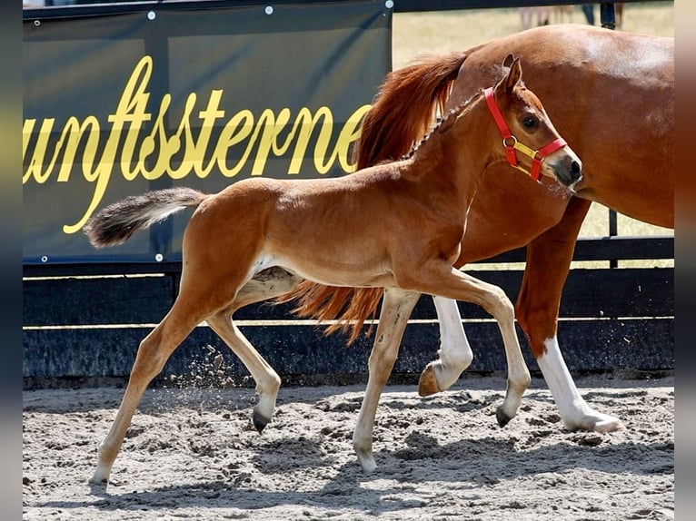 Poney de selle allemand Jument Poulain (06/2026) Bai in Cappeln