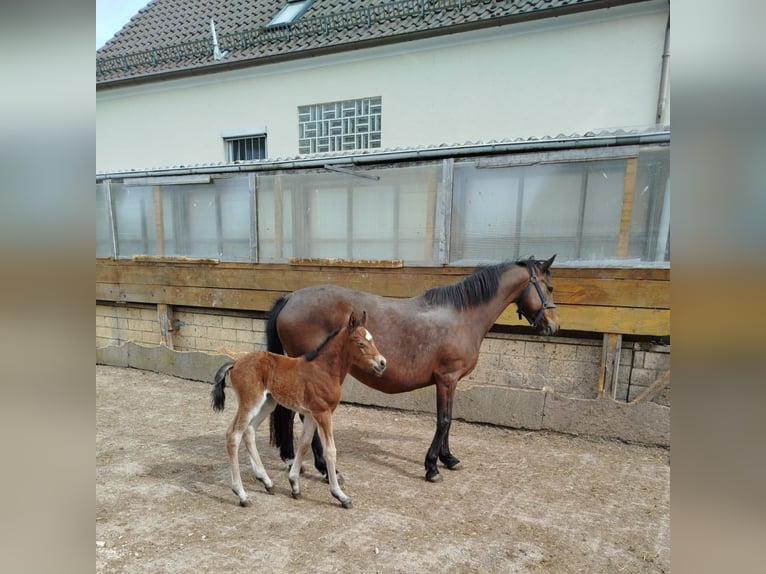 Poney de selle allemand Jument Poulain (05/2026) Bai in Maihingen
