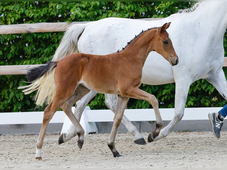 Poney de selle allemand Jument  Bai in Ganderkesee