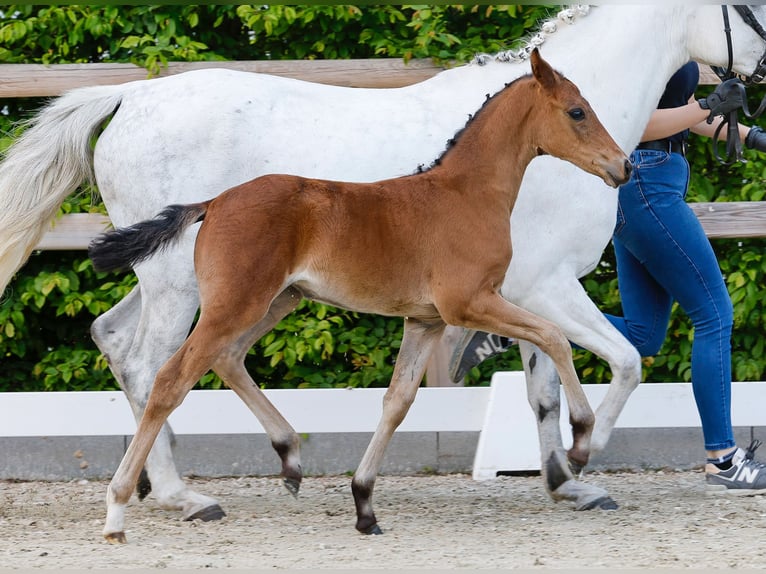 Poney de selle allemand Jument  Bai in Ganderkesee