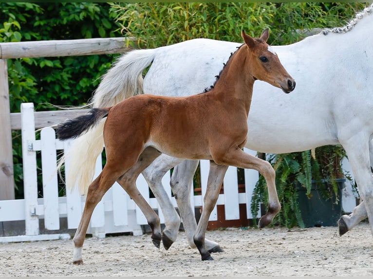 Poney de selle allemand Jument  Bai in Ganderkesee