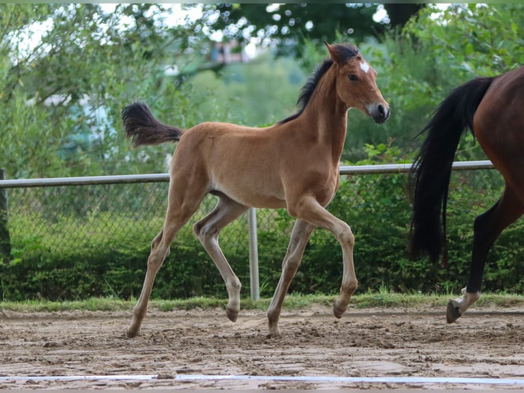 Poney de selle allemand Jument Poulain (04/2024) Bai in Ritterhude