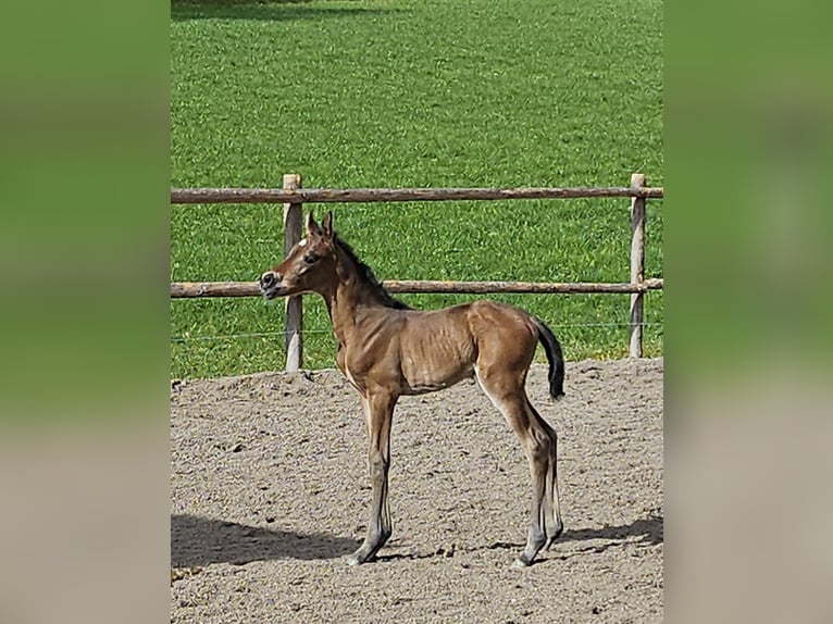 Poney de selle allemand Jument Poulain (03/2024) Bai in St Wolfgang