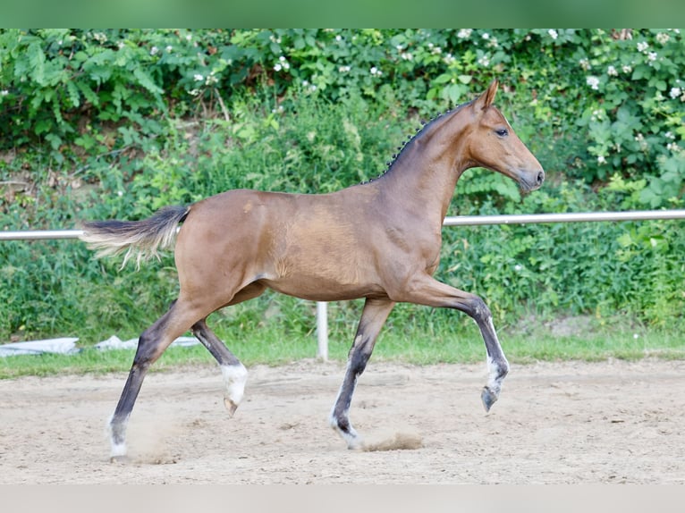 Poney de selle allemand Jument Poulain (03/2026) Bai in Twistringen