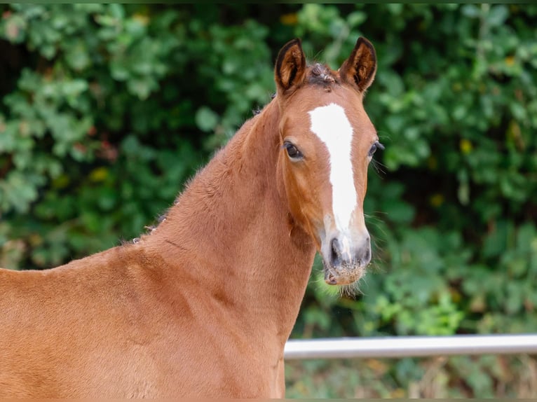 Poney de selle allemand Jument Poulain (06/2024) Bai in Varel