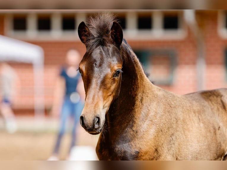 Poney de selle allemand Jument Poulain (05/2025) Bai in Varel