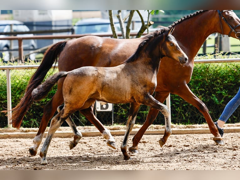 Poney de selle allemand Jument Poulain (05/2025) Bai in Varel