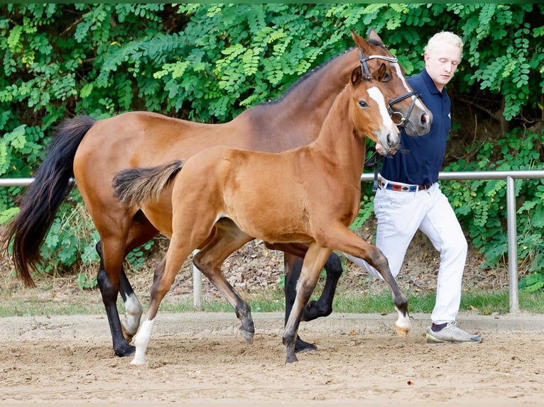 Poney de selle allemand Jument Poulain (06/2024) Bai in Varel