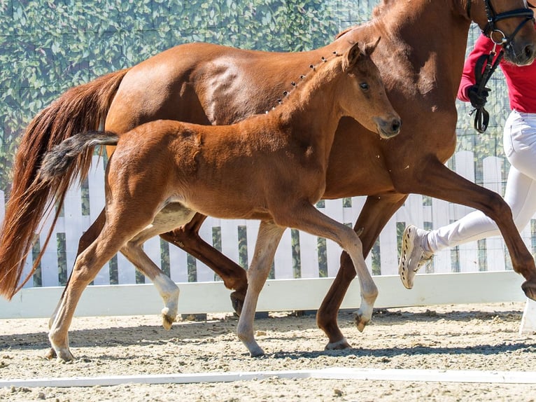 Poney de selle allemand Jument Poulain (03/2026) Bai in Wettringen