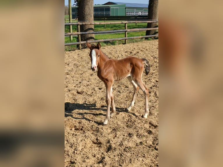 Poney de selle allemand Jument Poulain (03/2025) Bai in Vreden