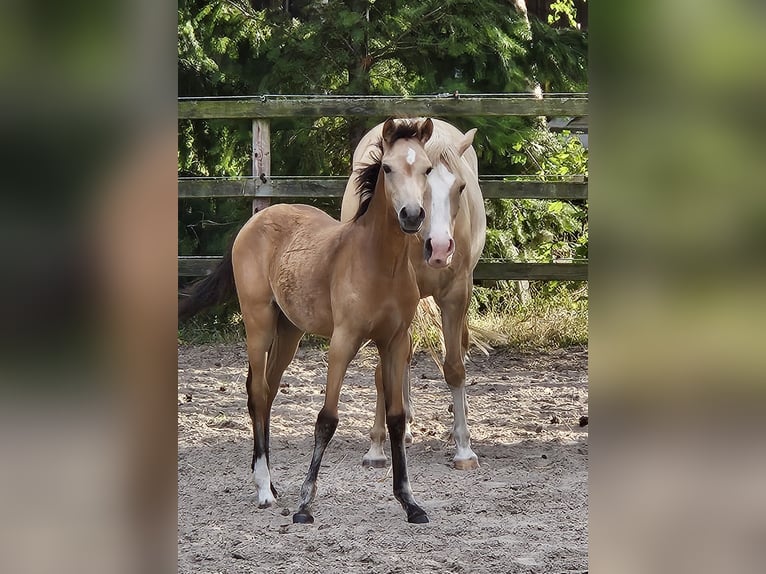 Poney de selle allemand Jument Poulain (03/2024) Buckskin in Bruchhausen-Vilsen