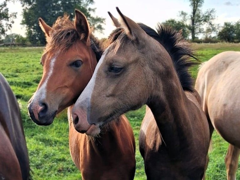 Poney de selle allemand Jument Poulain (03/2026) Buckskin in Friesack