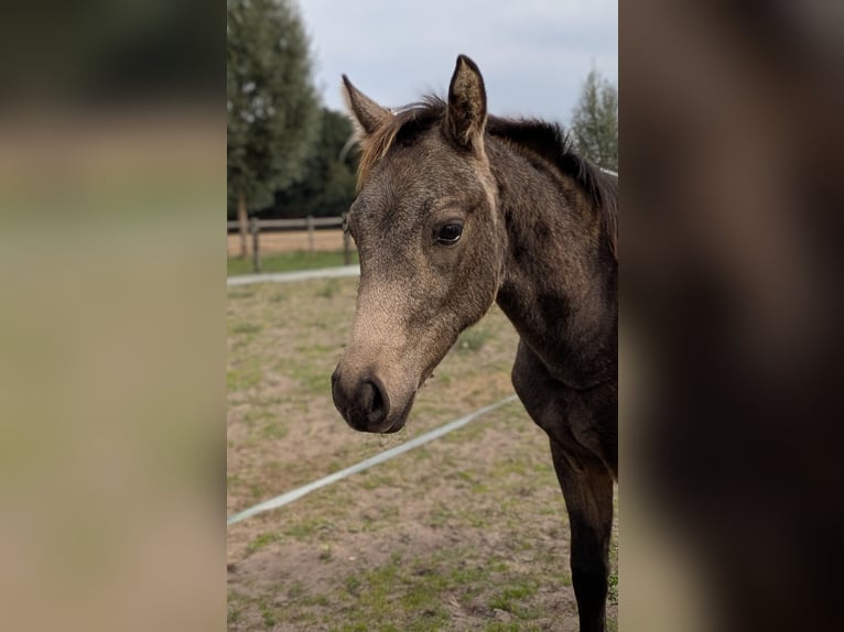Poney de selle allemand Jument Poulain (04/2026) Buckskin in Heek