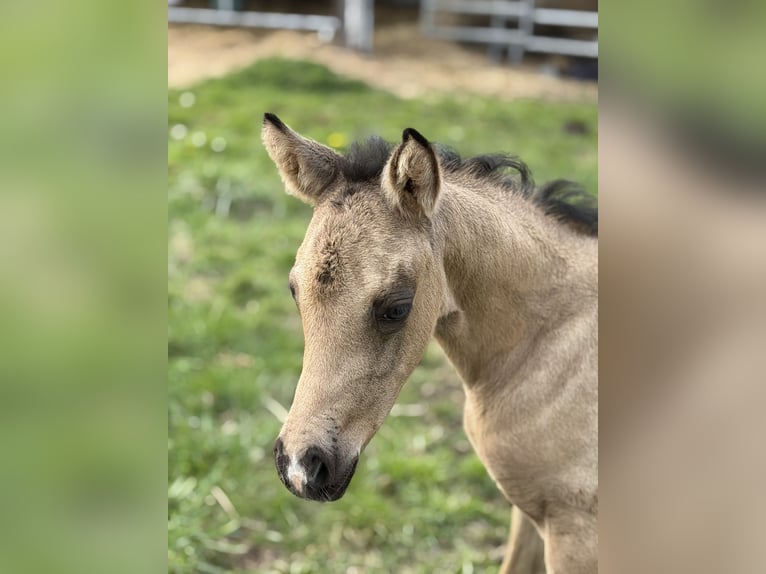 Poney de selle allemand Jument Poulain (04/2026) Buckskin in Mannhausen