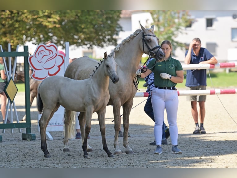 Poney de selle allemand Jument Poulain (04/2025) Buckskin in Niedermohr Poney de selle allemand Jument Poulain (04/2025) Buckskin in Niedermohr