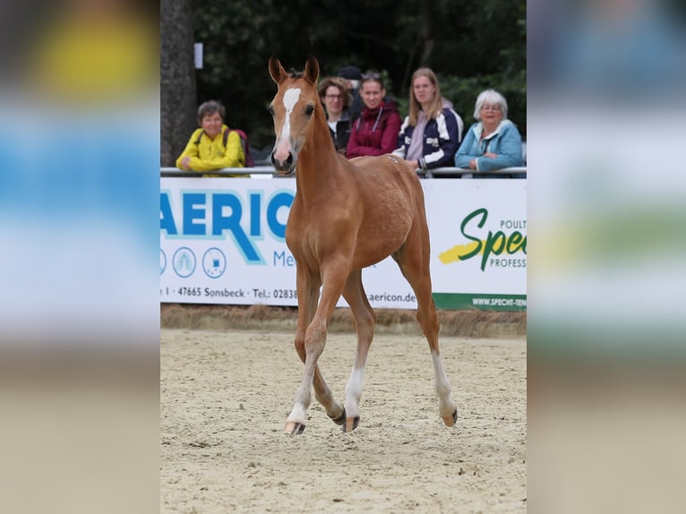 Poney de selle allemand Jument  Buckskin in Xanten