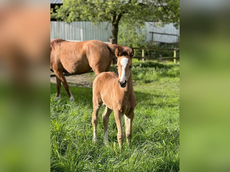 Poney de selle allemand Jument  Buckskin in Xanten