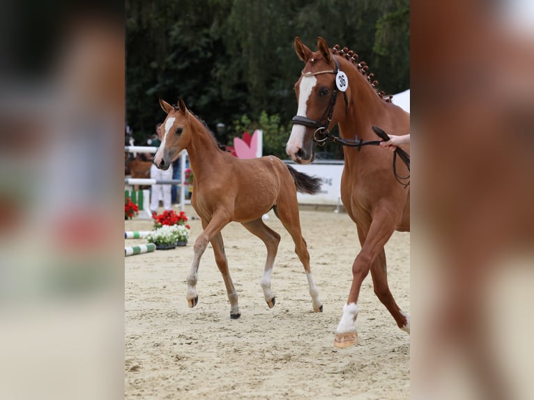 Poney de selle allemand Jument  Buckskin in Xanten