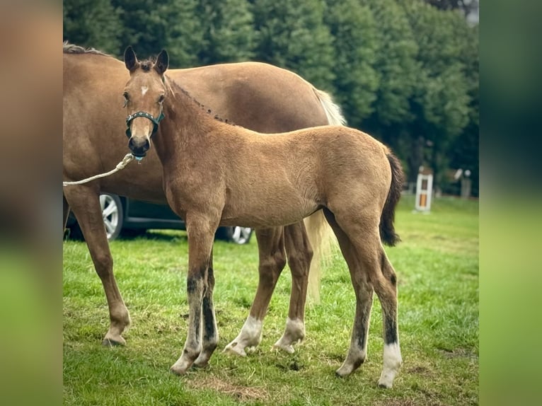Poney de selle allemand Jument Poulain (04/2025) Buckskin in Wittmund