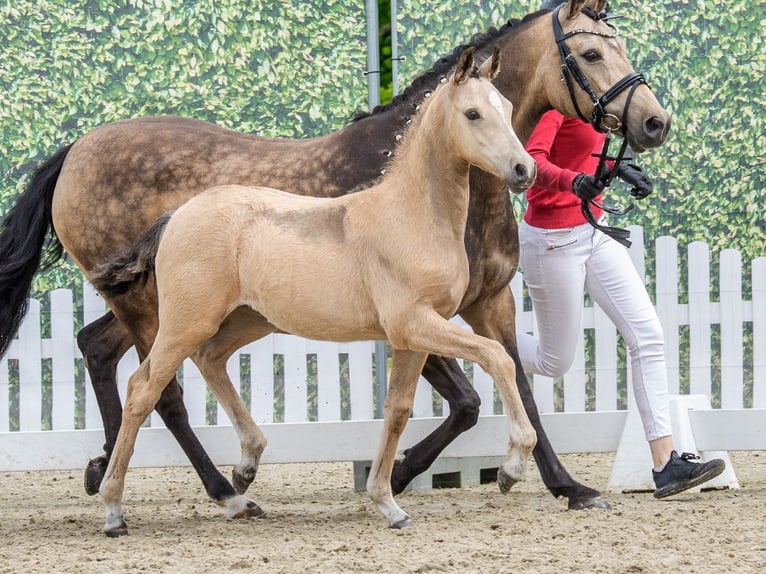 Poney de selle allemand Jument Poulain (02/2026) Buckskin in Mnster-Handorf
