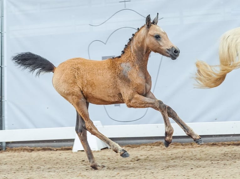 Poney de selle allemand Jument Poulain (04/2024) Buckskin in Münster-Handorf