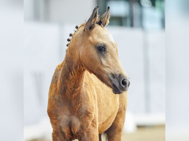 Poney de selle allemand Jument Poulain (04/2024) Buckskin in Münster-Handorf