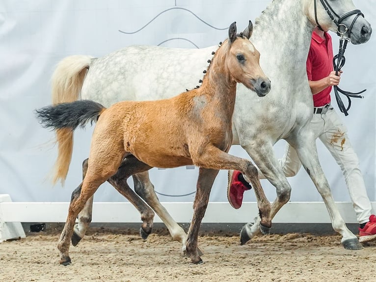 Poney de selle allemand Jument Poulain (04/2024) Buckskin in Münster-Handorf