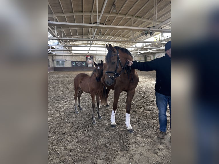 Poney de selle allemand Jument Poulain (02/2026)  in Oelegem
