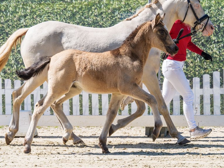 Poney de selle allemand Jument Poulain (02/2026) Gris (bai-dun) in Münster-Handorf