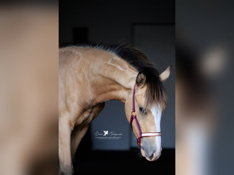 Poney de selle allemand Jument Poulain (02/2024) Isabelle in Neuenkirchen-Vörden