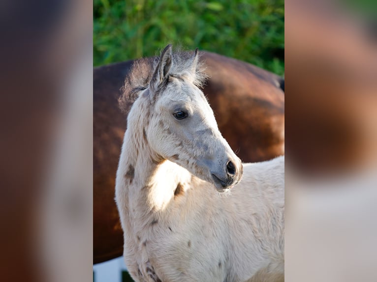 Poney de selle allemand Jument  Isabelle in Gersten