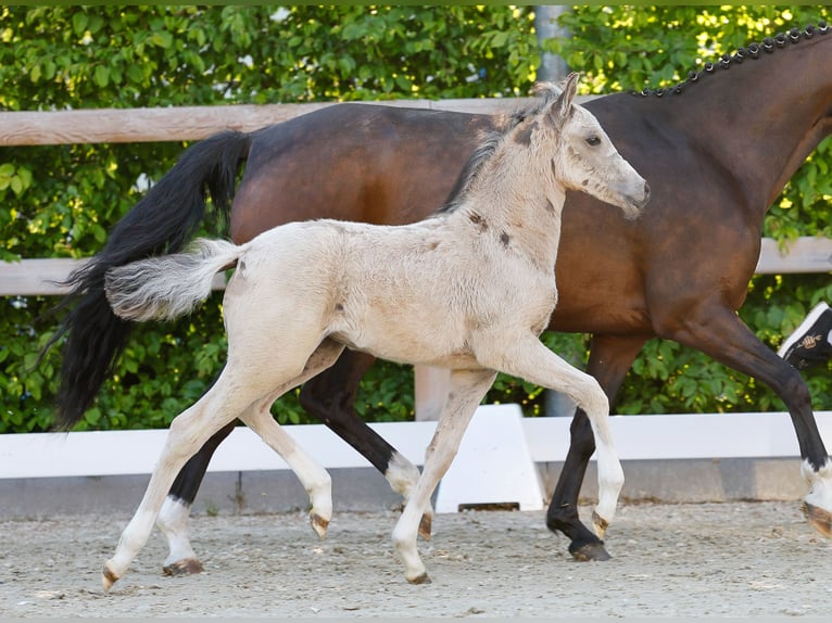 Poney de selle allemand Jument  Isabelle in Gersten