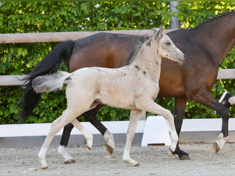 Poney de selle allemand Jument  Isabelle in Gersten