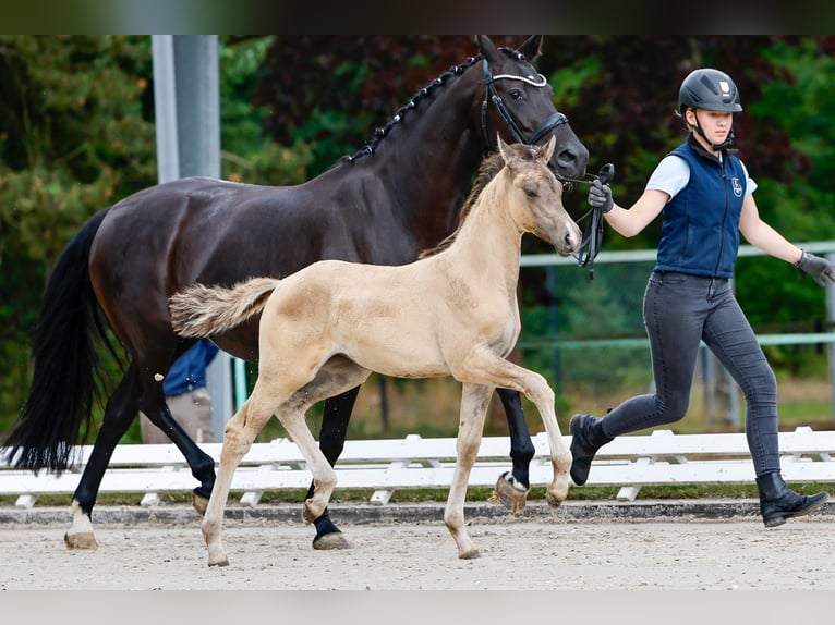 Poney de selle allemand Jument Poulain (05/2025) Isabelle in Isernhagen