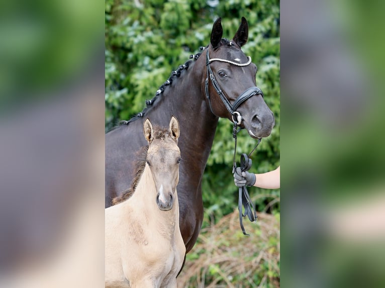 Poney de selle allemand Jument Poulain (05/2025) Isabelle in Isernhagen