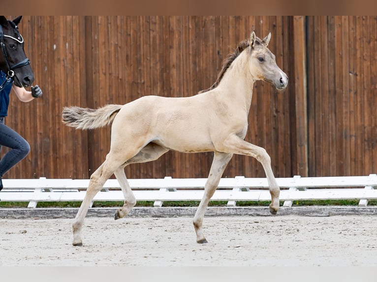 Poney de selle allemand Jument Poulain (05/2025) Isabelle in Isernhagen