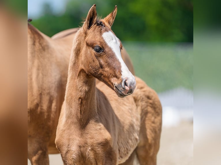 Poney de selle allemand Jument Poulain (04/2026) Isabelle in Mnster-Handorf