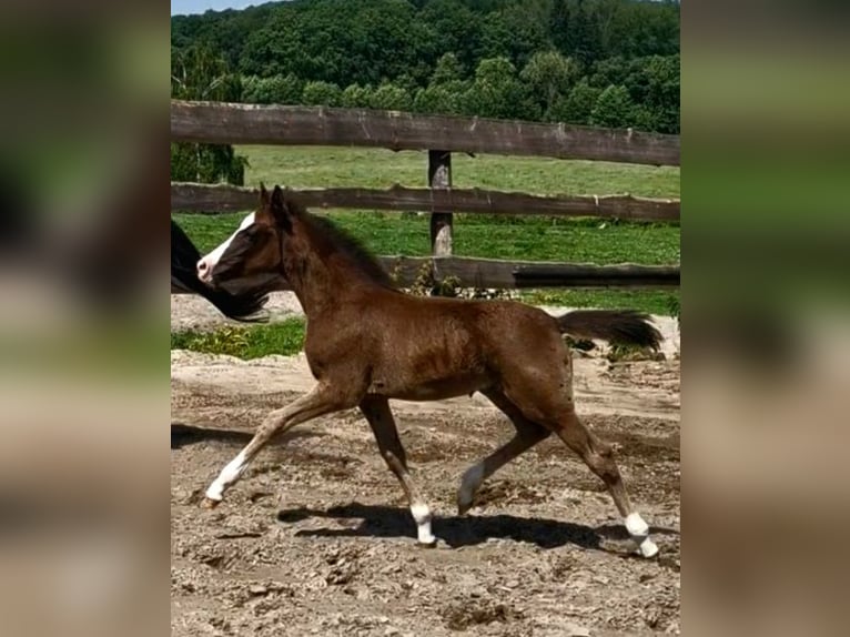 Poney de selle allemand Jument  Noir in Ritterhude