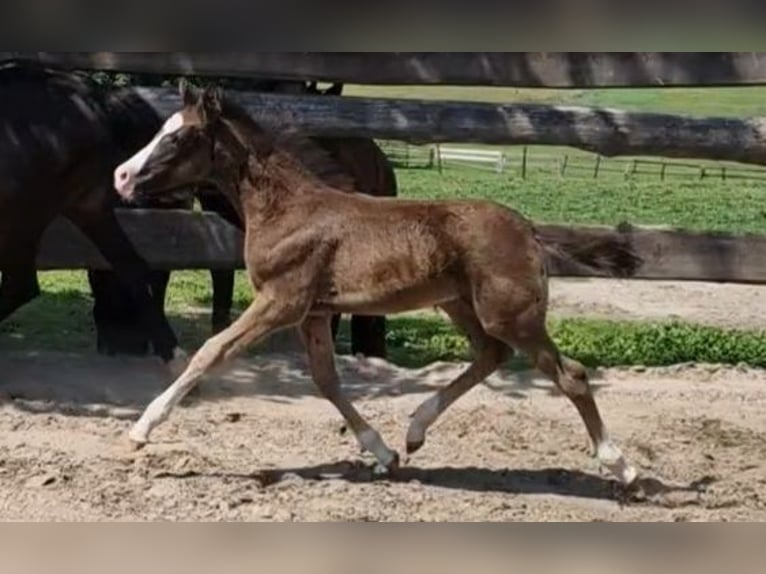 Poney de selle allemand Jument  Noir in Ritterhude