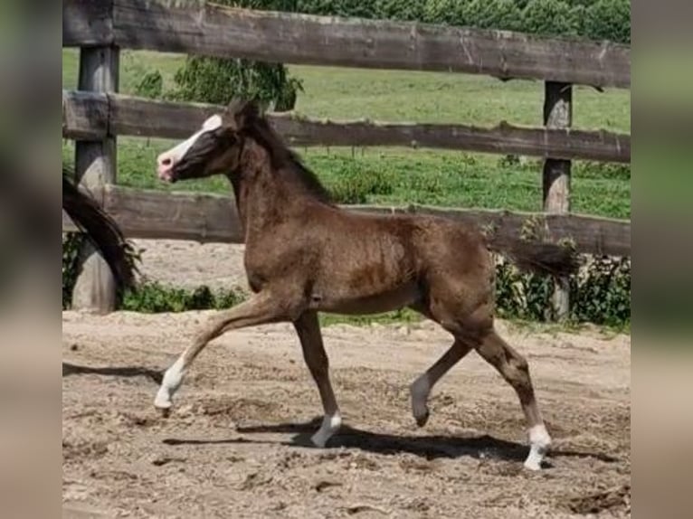 Poney de selle allemand Jument  Noir in Ritterhude