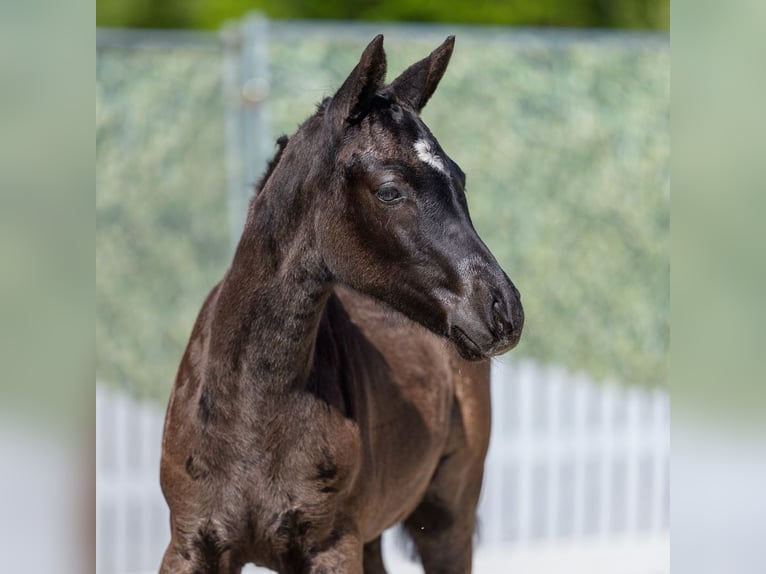 Poney de selle allemand Jument Poulain (02/2026) Noir in Mnster-Handorf