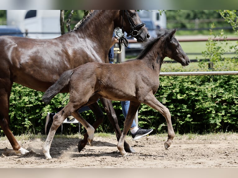 Poney de selle allemand Jument Poulain (03/2026) Noir in Uplengen
