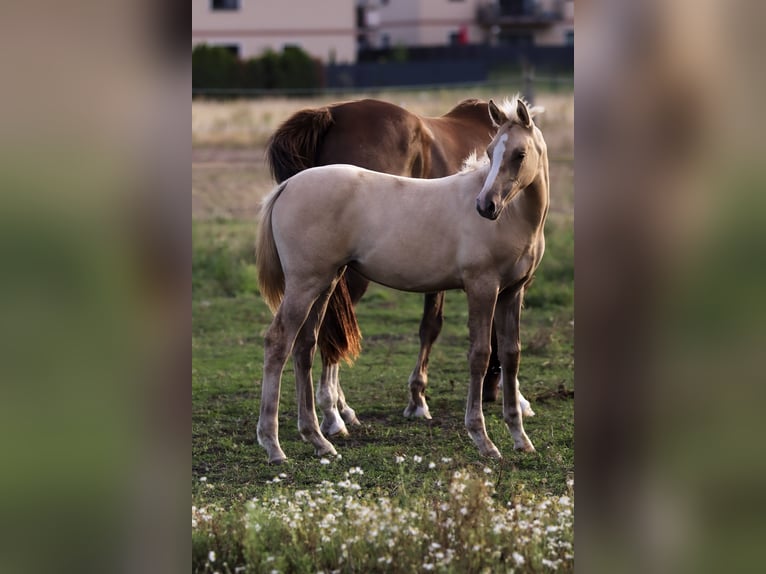 Poney de selle allemand Jument Poulain (05/2026) Palomino in Groß Kreutz