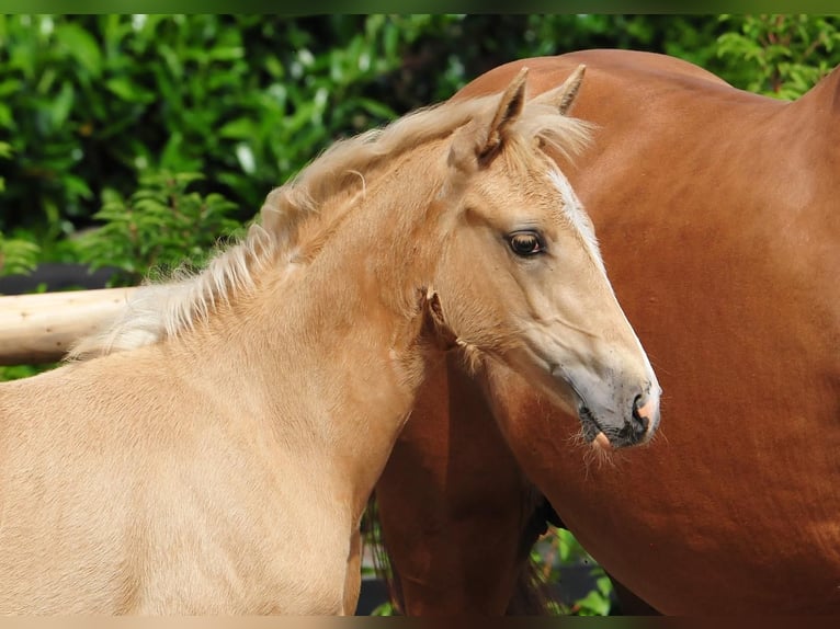 Poney de selle allemand Jument  Palomino in Drebber