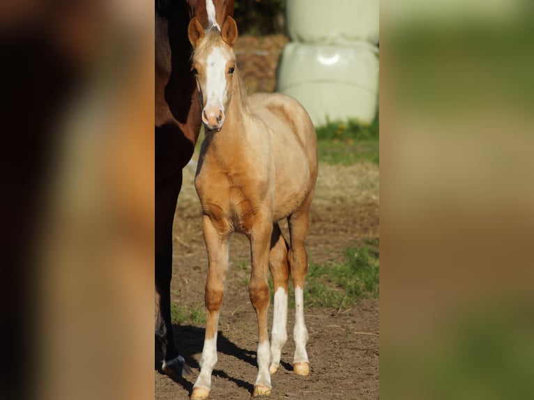 Poney de selle allemand Jument Poulain (05/2025) Palomino in Merzen