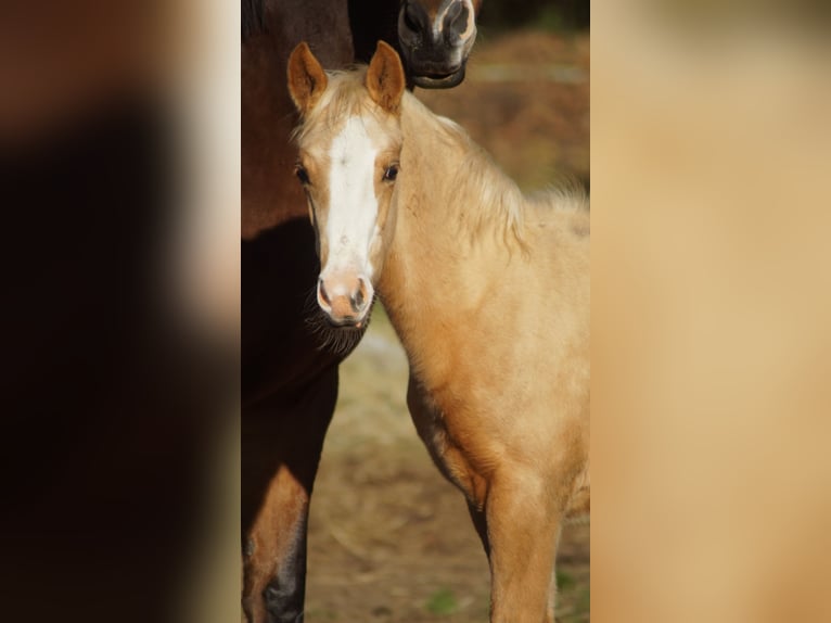 Poney de selle allemand Jument Poulain (05/2025) Palomino in Merzen